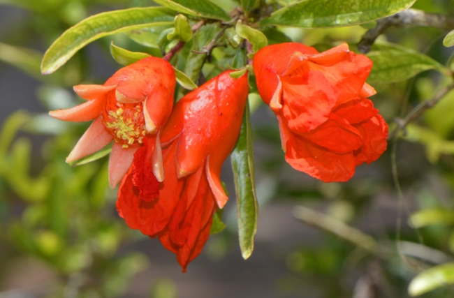 how to grow pomegranate tree