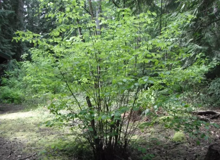 corylus cornuta identification