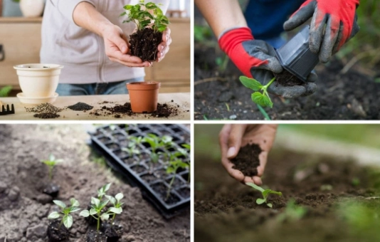 best time to transplant plants best time to transplant plants