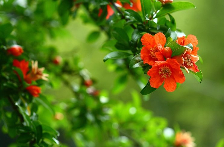pomegranate flower care