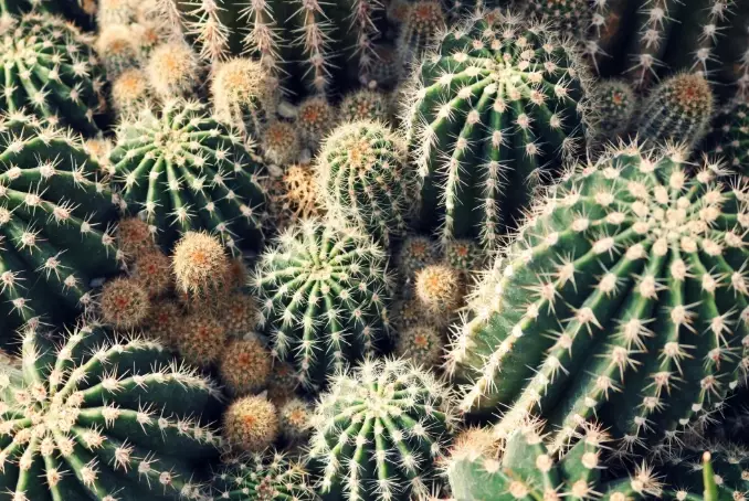 types of cactus types of cactus