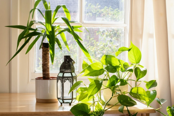 low light houseplants low light houseplants