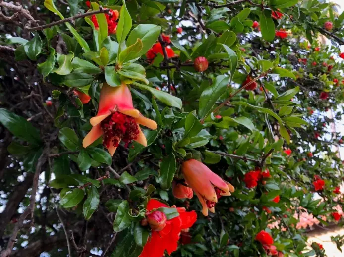 how to grow pomegranate tree