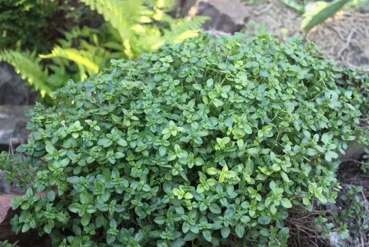 shade ground cover plants