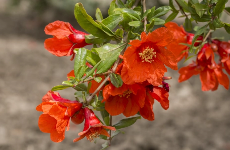 pomegranate flower care