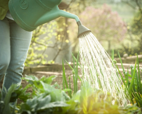 best time to water plants