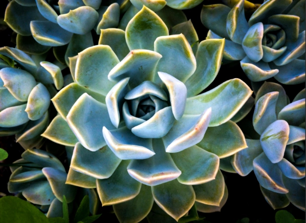 how to care for succulents