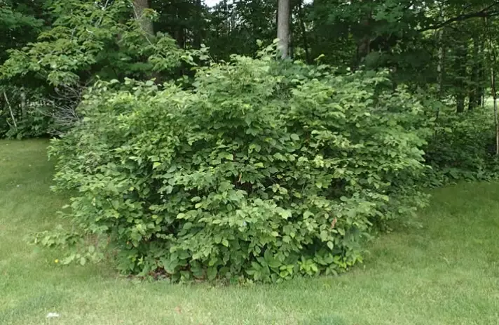 beaked hazelnut uses