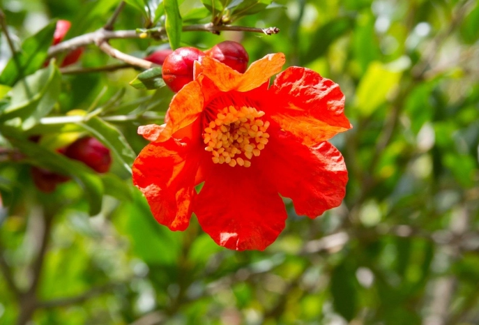 pomegranate tree flowers