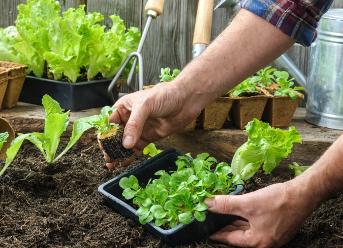 plant transplanting guide plant transplanting guide