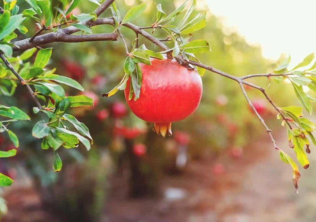pomegranate tree flowers