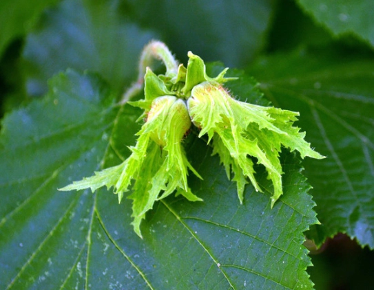 beaked hazelnut uses