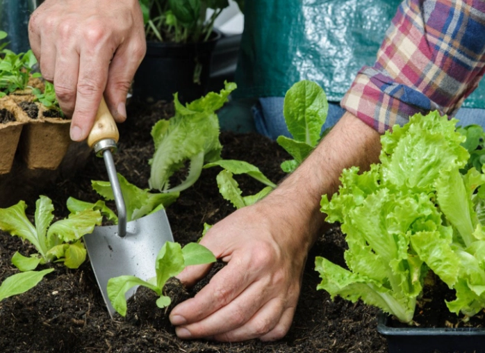 best time to transplant plants best time to transplant plants