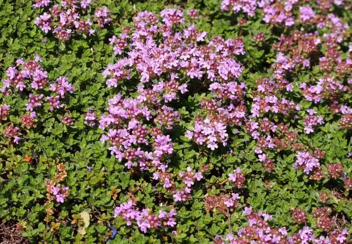 growing creeping thyme in shade