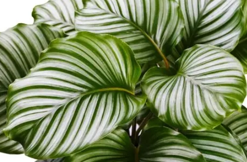 houseplant care houseplant care