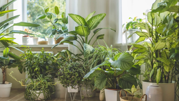 low light houseplants low light houseplants