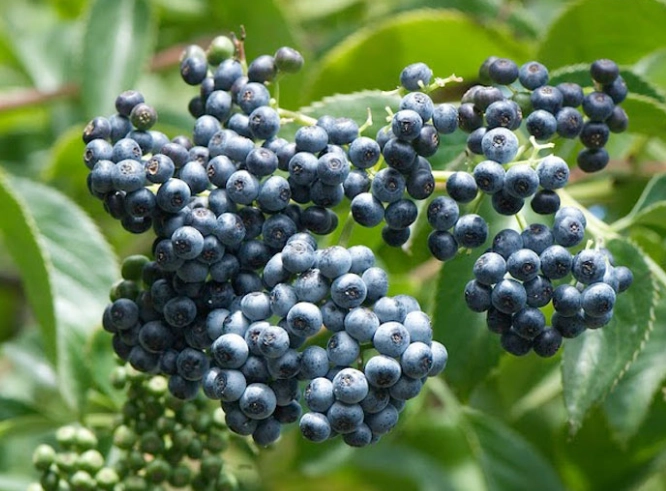 blue elderberry uses