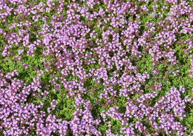 creeping thyme shade tolerance