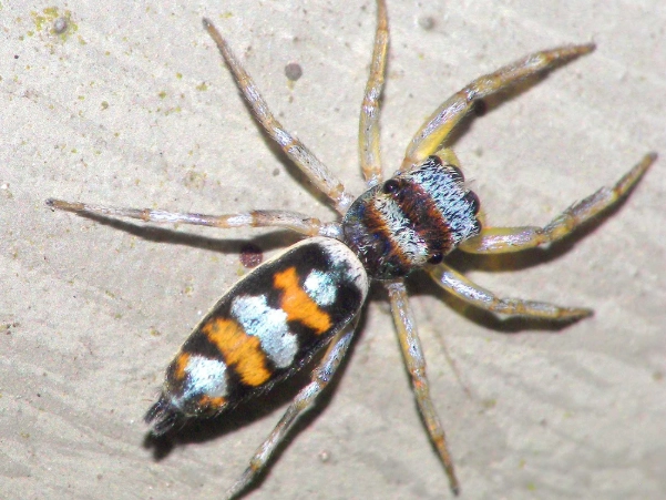 spider identification spider identification