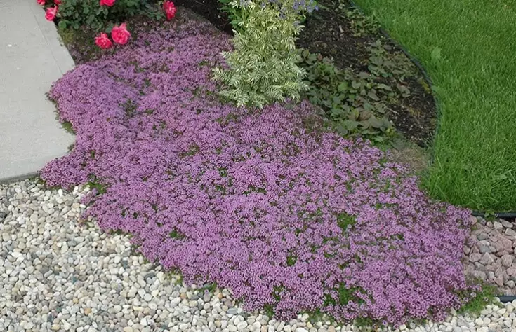 does creeping thyme grow in shade