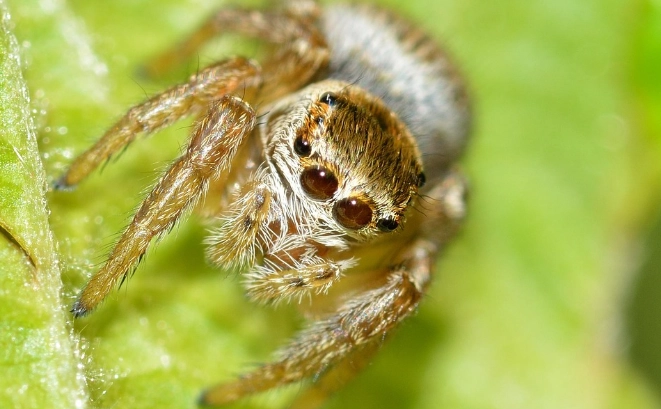 spider facts spider facts