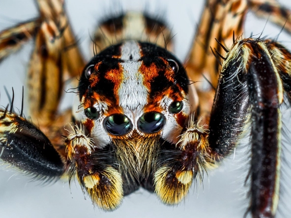 are spiders dangerous are spiders dangerous