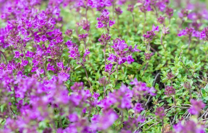 growing creeping thyme in shade