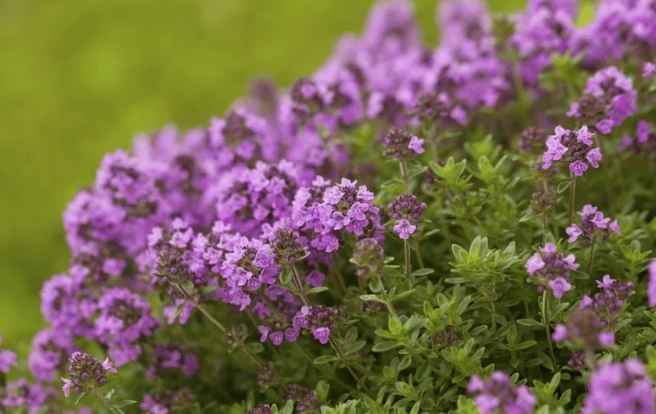 growing creeping thyme in shade