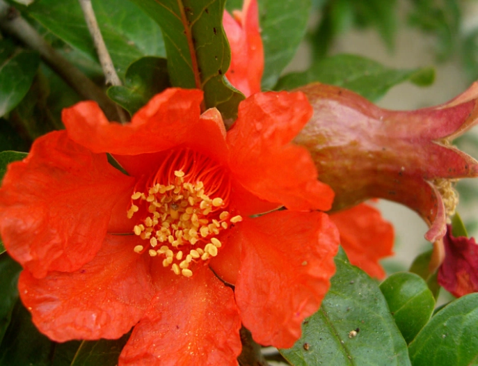 pomegranate tree flowers