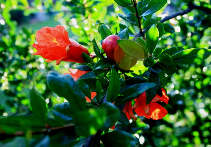 pomegranate flower care