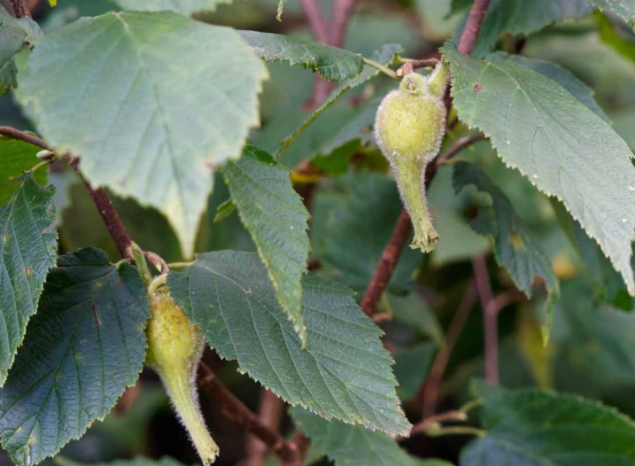 corylus cornuta vs american hazelnut