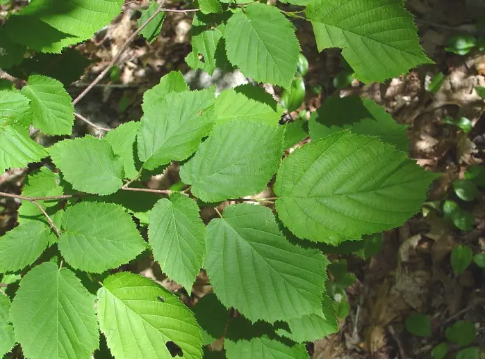 beaked hazelnut uses