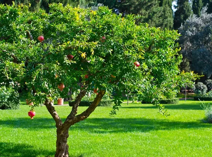 pomegranate tree flowers