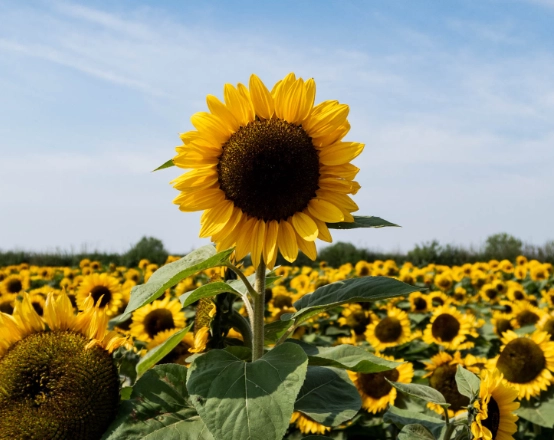 sunflower growing guide