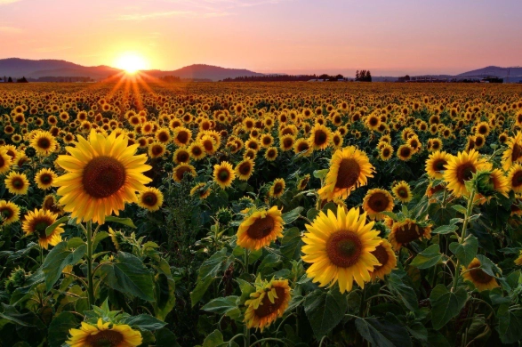 sunflower uses