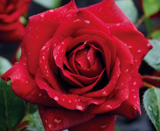 different kinds of roses