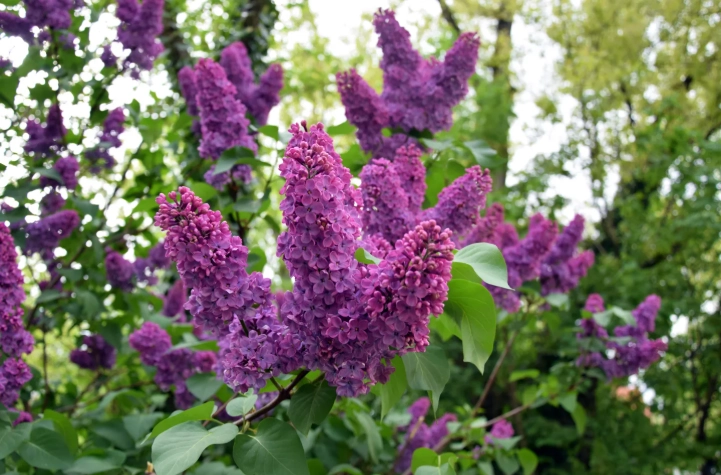 how to grow wild lilac how to grow wild lilac