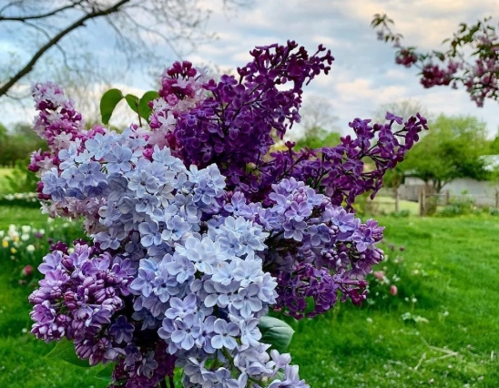 lilac green color lilac green color