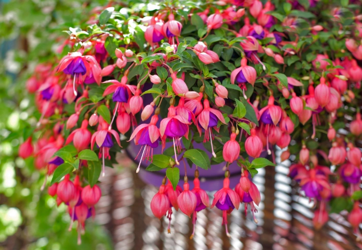 fuchsia winter care fuchsia winter care