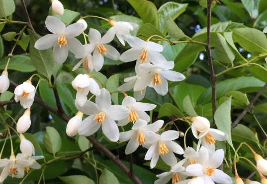 ornamental flowering trees