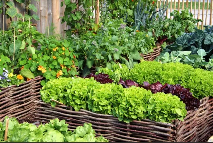 how to start an organic garden