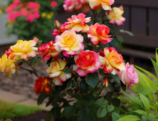 rose varieties
