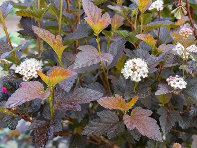 ninebark leaf color
