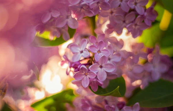 lilac green color lilac green color