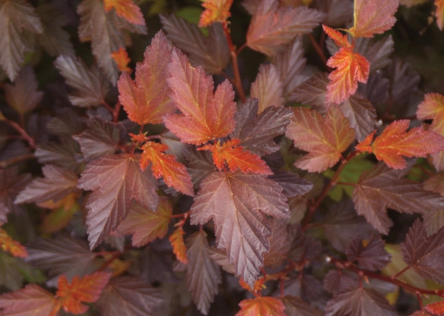 ninebark leaf color