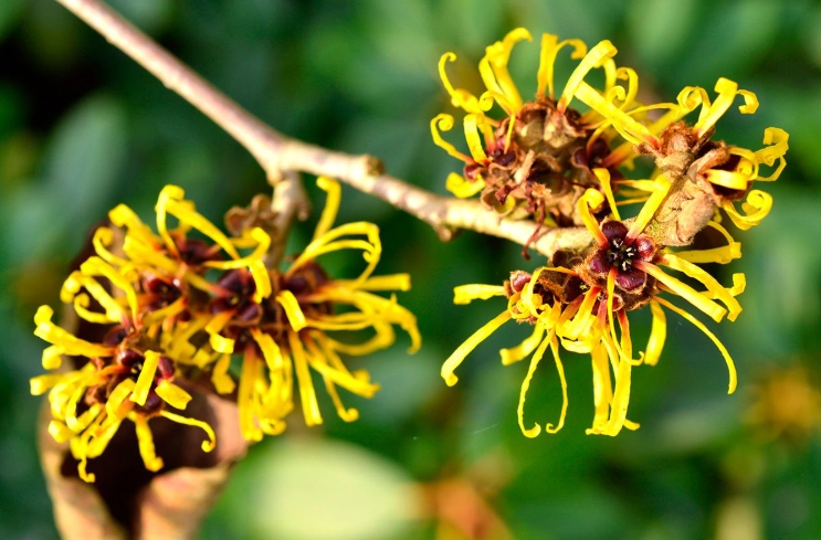 plant witch hazel