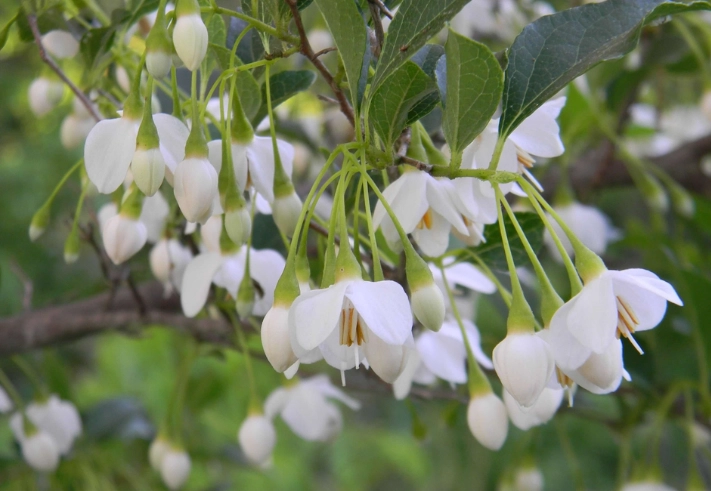 styrax japonica