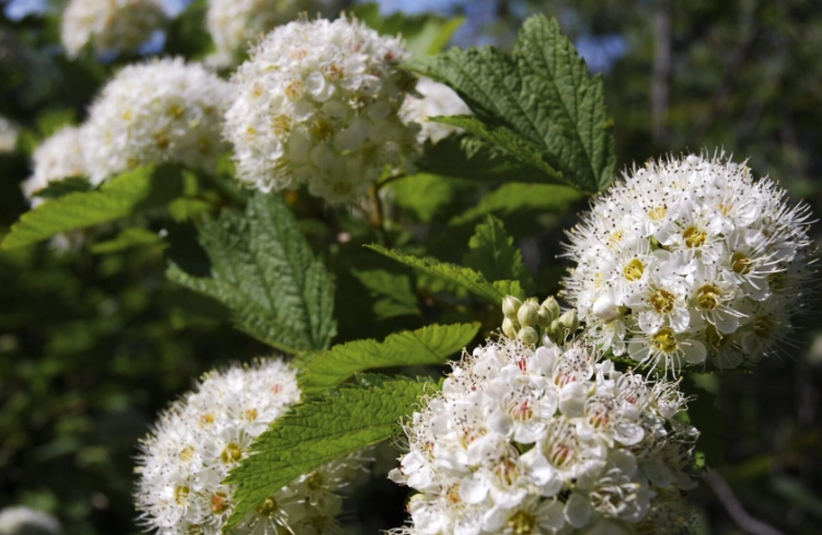 ninebark leaf problems