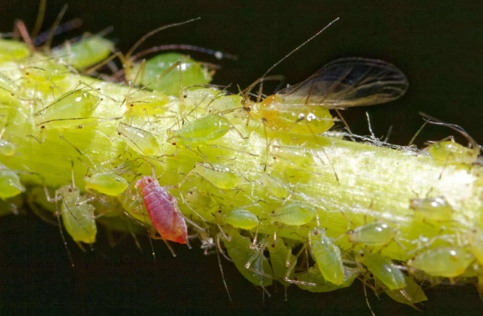 get rid of aphids get rid of aphids