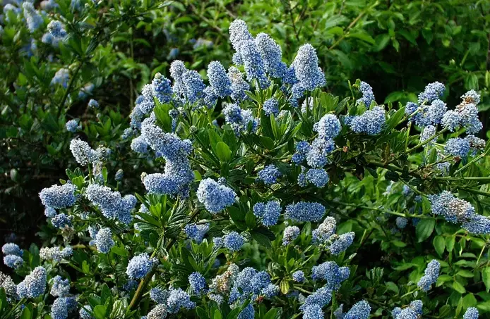 wild lilac care wild lilac care